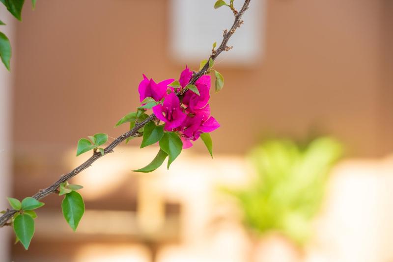 Studio with Balcony image 4
