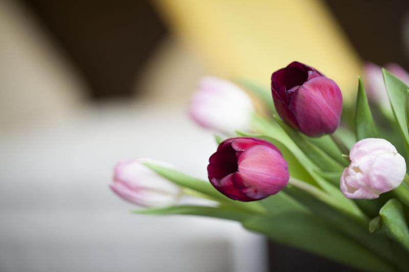 Comfort Double or Twin Room image 4