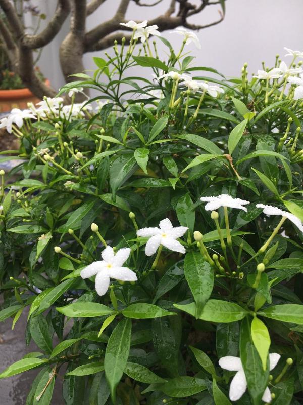 Homestay 484 - image 10