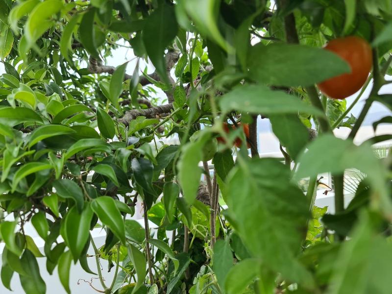 Homestay 484 - image 14