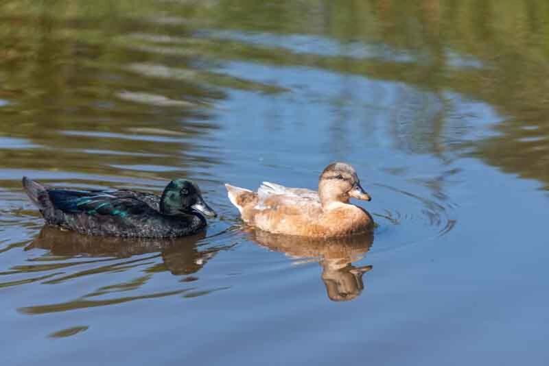 One-Bedroom Cottage image 3