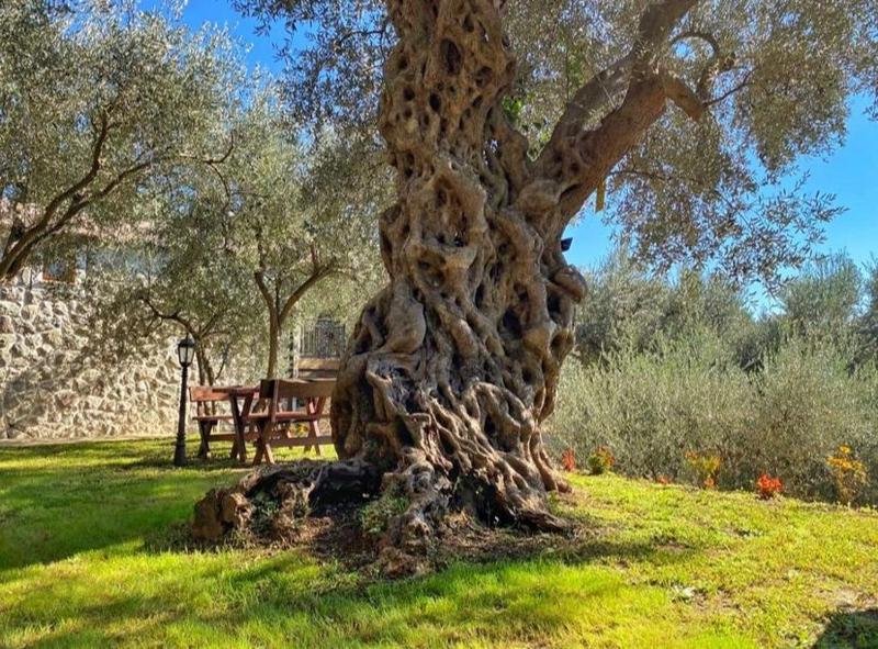 OLIVE QUEEN Rustic villa - image 13