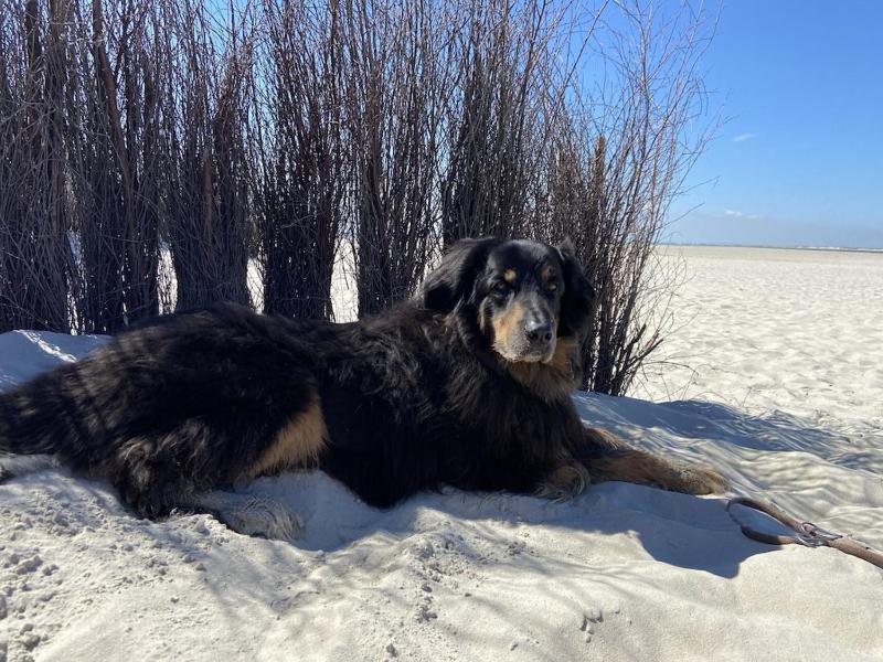 Ferien im Wangerland Ferienwohnung LEUCHTTURM Minsen Schillig Hund Pool Sauna - image 25
