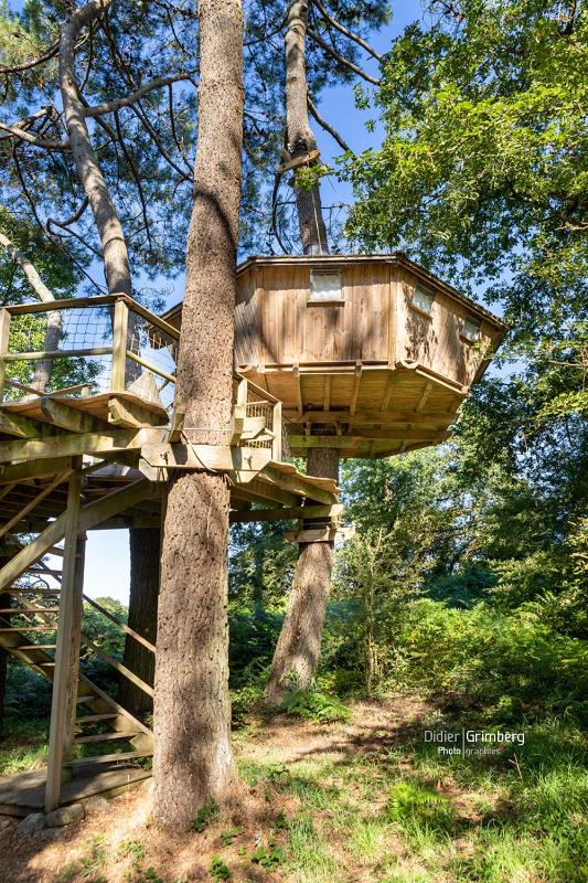 Tree House image 3