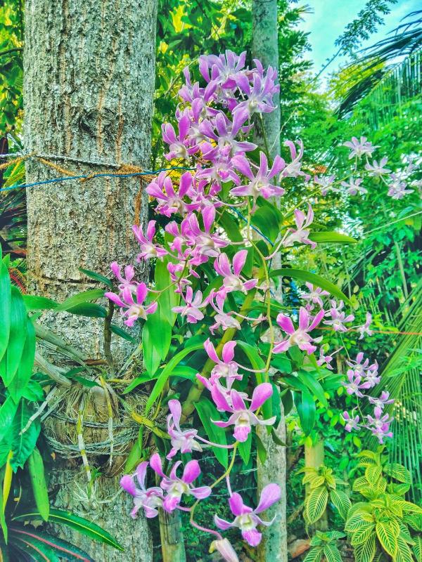 Ameena Homestay - image 21