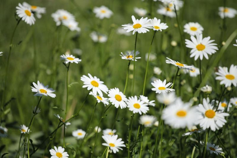 Superior Double Room image 2