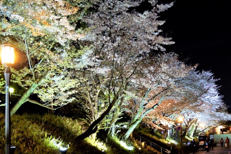 Stay SAKURA Kyoto Gion Miyagawacho - image 13