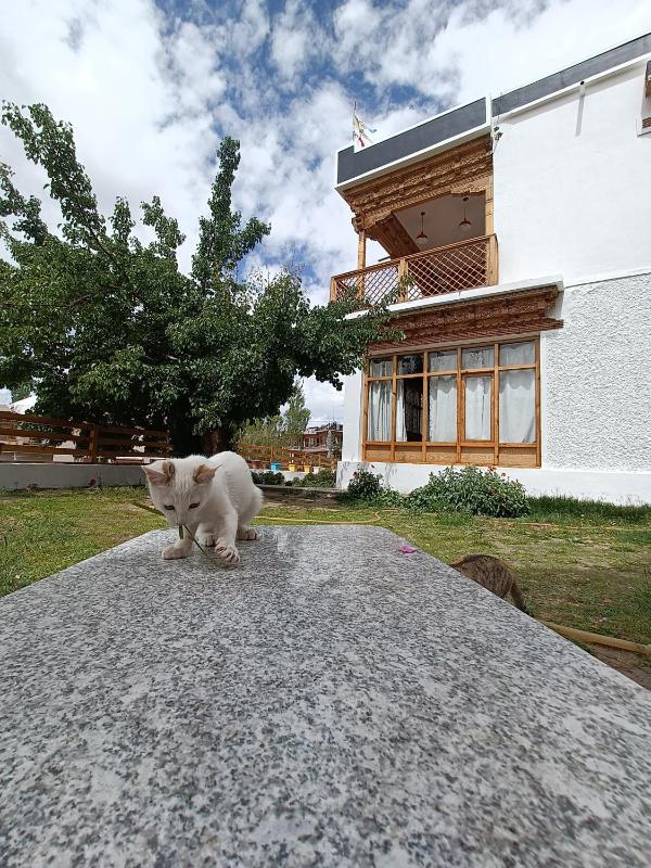 Kazdar Villa - image 2