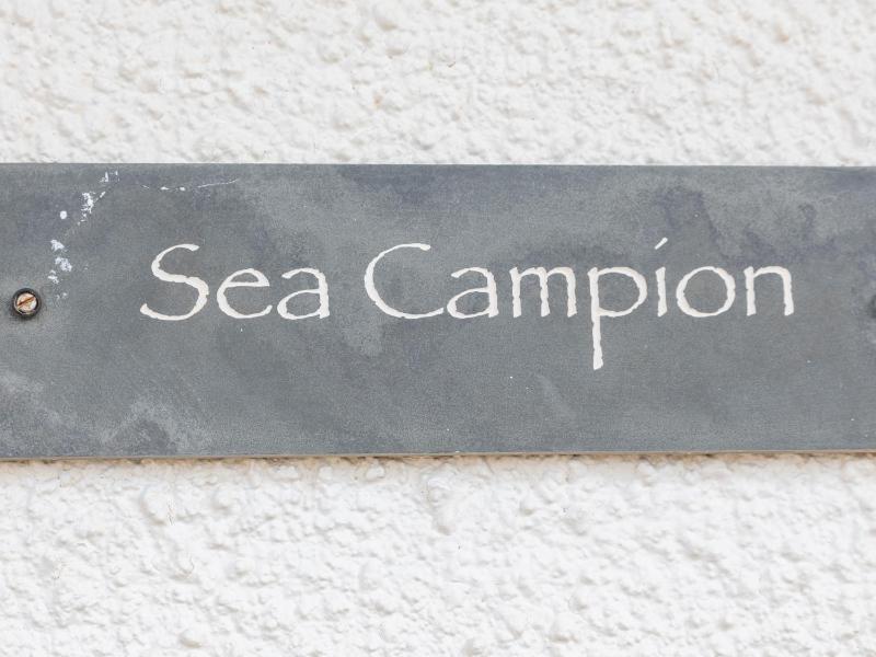 Sea Campion - image 7