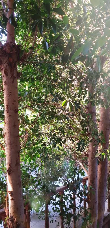HabuHeritageHomeStayInLuxor - image 11