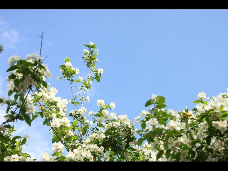 A Charming Oasis In The City Heart 2 - image 1