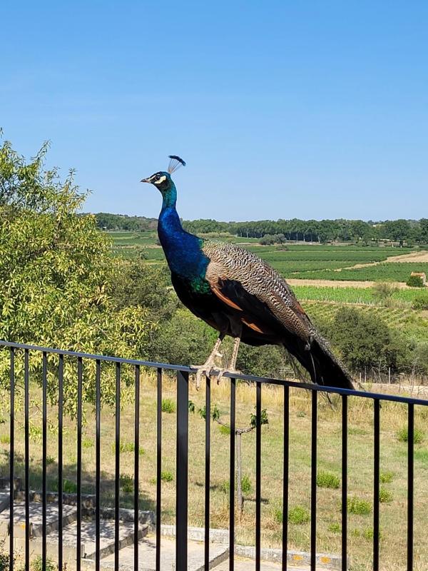 Domaine de l'Envolée - image 7