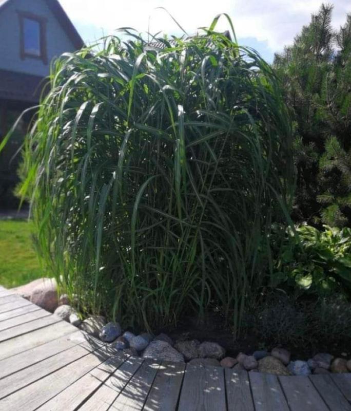 Quadruple Room with Balcony image 2