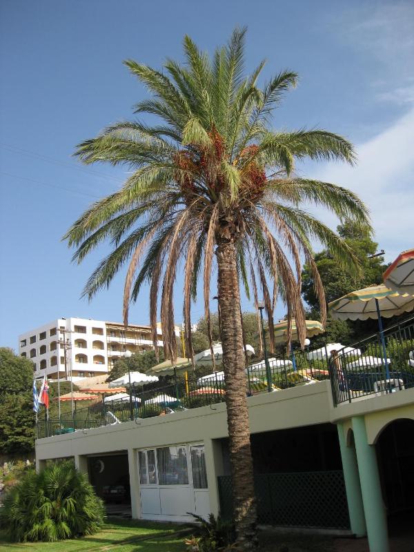 Romantza Mare - image 3