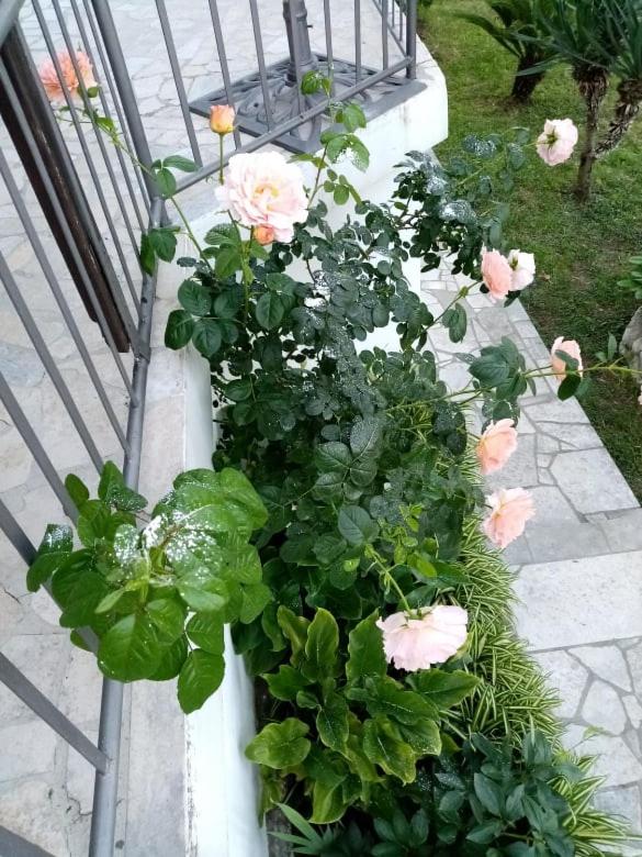 Apartment Romana - image 31