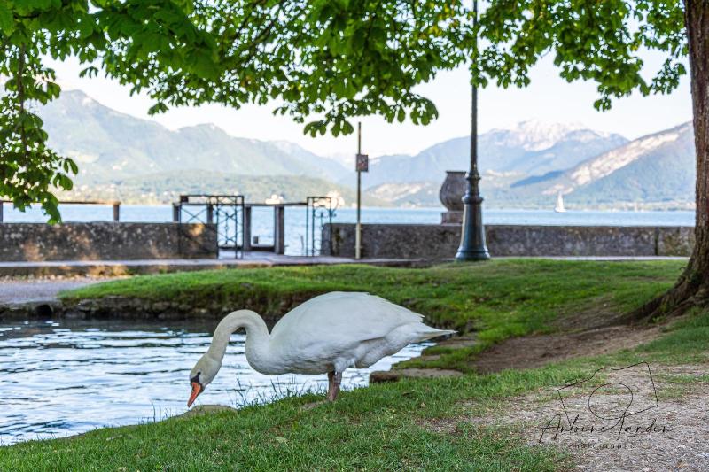 L'Amédée - Appt à 500m du lac - image 15