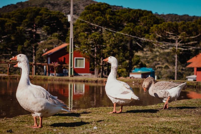 Pousada Lago da Colina - image 18