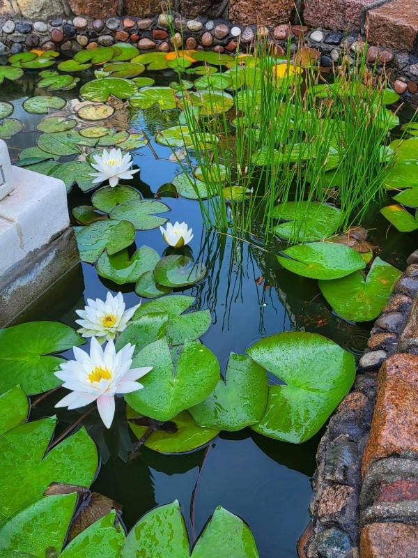 Vila Florena Garden - image 24