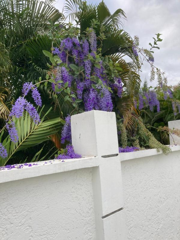 LES NUITS GALANTES MANDEVILLA MAISON PRIVÉE AVEC JACUZZI - image 9