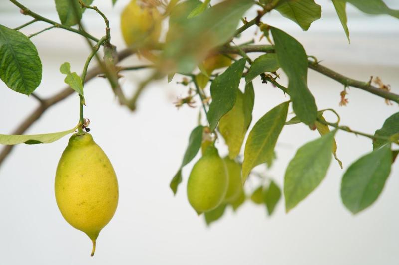 Lemon Tree Hotel - image 2