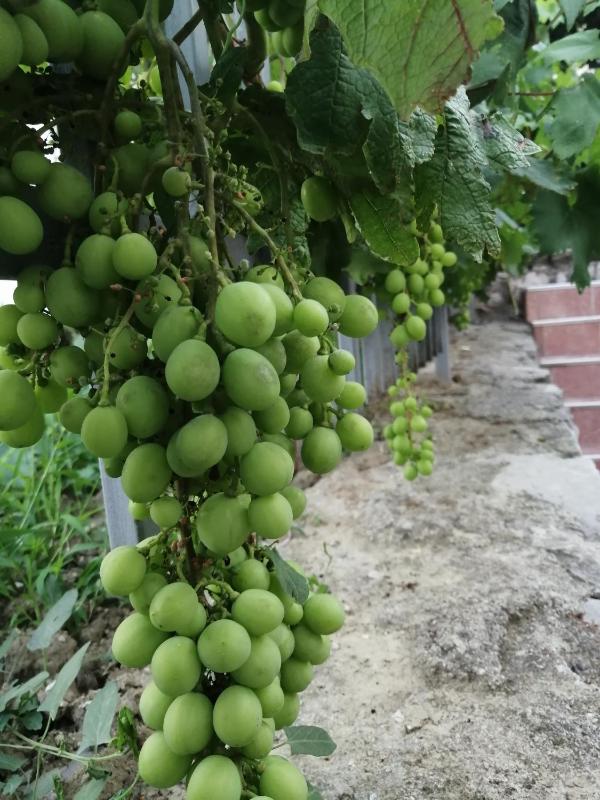 Studio (4 Adults) image 2