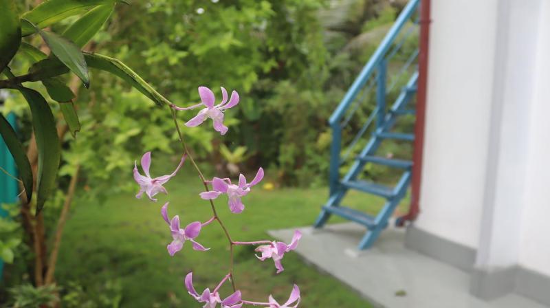 Sadisa Villa - image 3