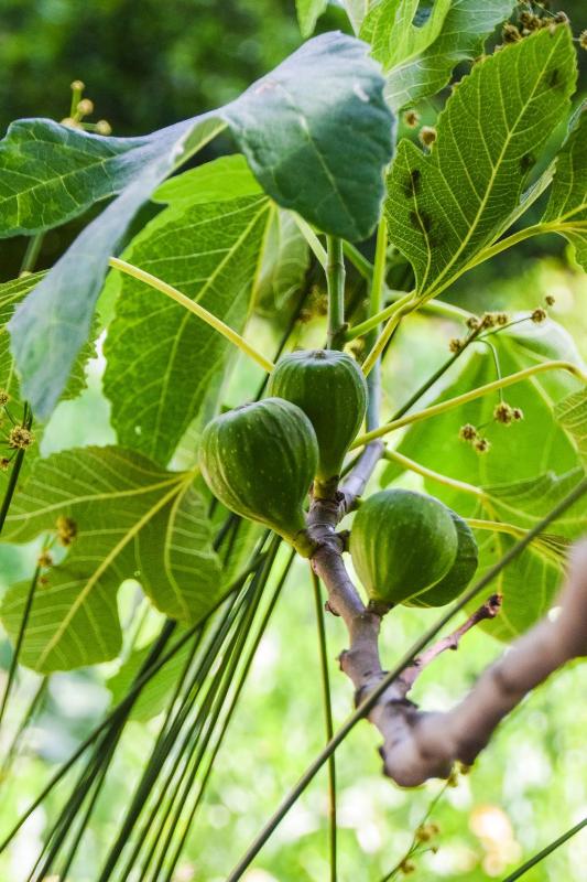 Two-Bedroom Cottage image 4