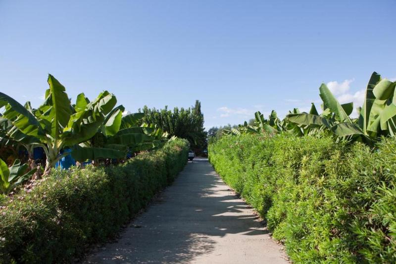 Banana Sunset Villas - image 16