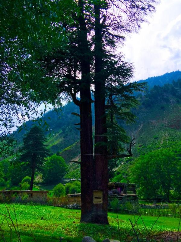 Chitral Inn Resort (Kalash Valley) - image 16