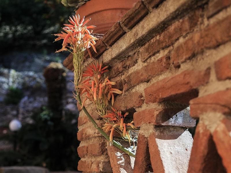 Villa degli Ulivi - image 21