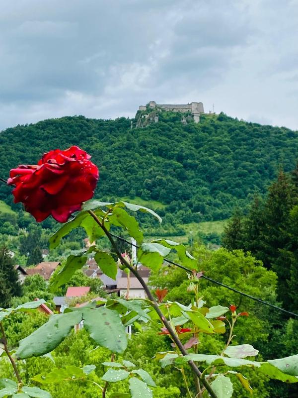 Studio with Garden View image 3