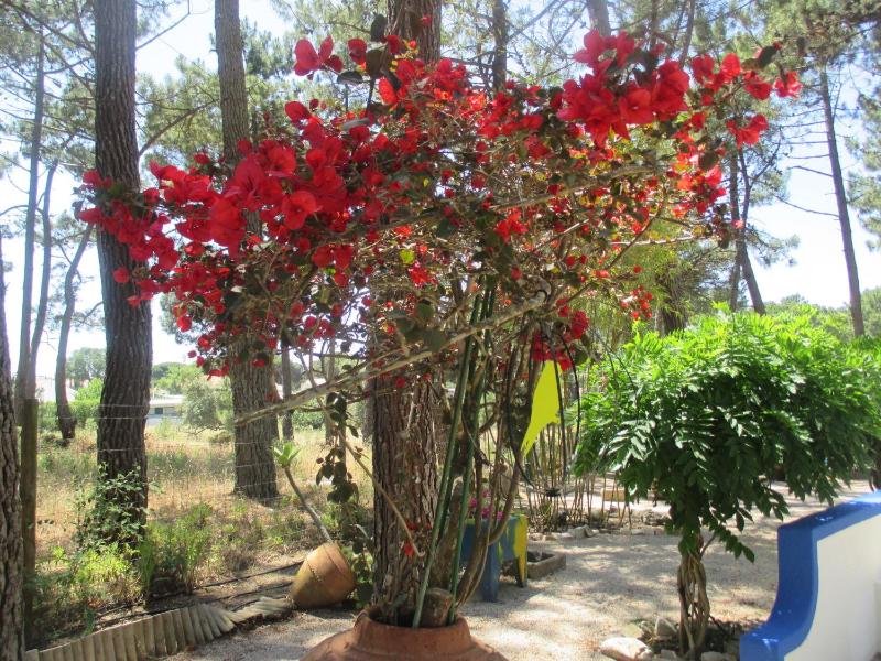 Casa do Páteo - image 15
