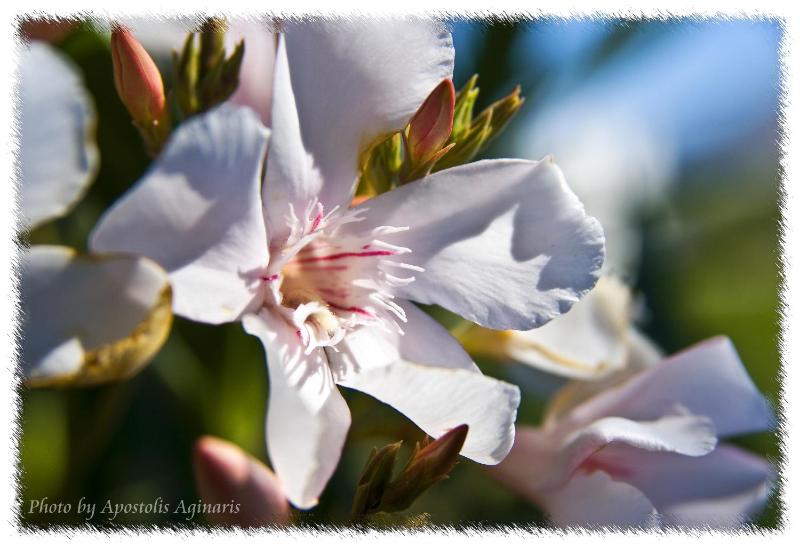 Superior Studio with Side Sea View - Split Level image 2