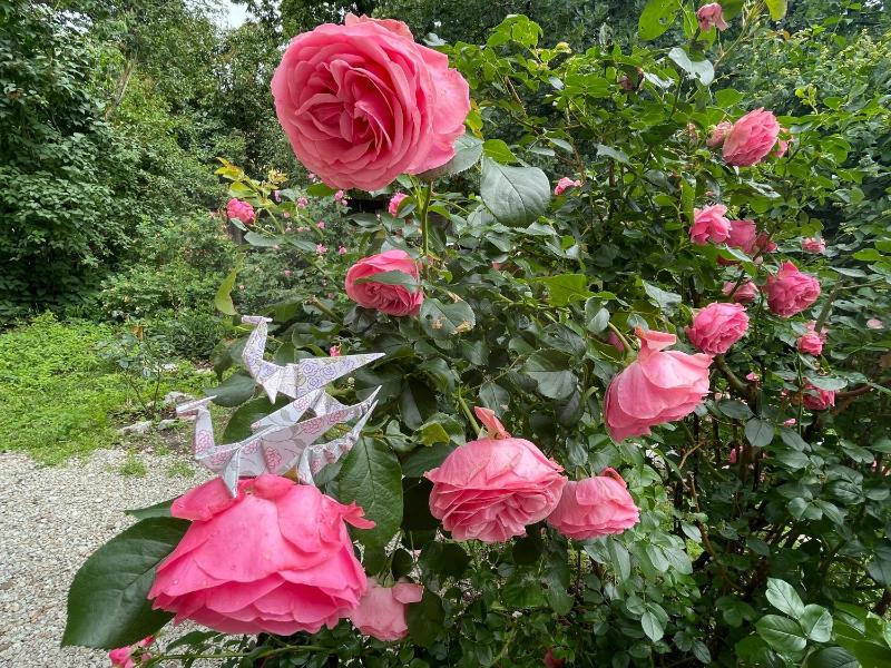 Standard Double or Twin Room image 2