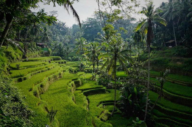 Villa Amorgos II Ubud - image 7