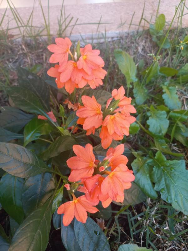 Recanto Sossego - image 2
