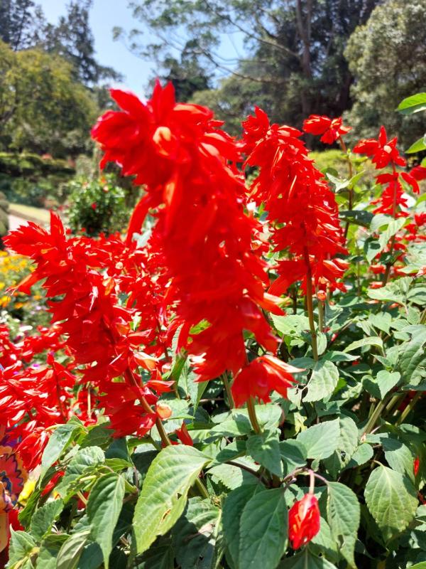 Green Shield Resort - image 44