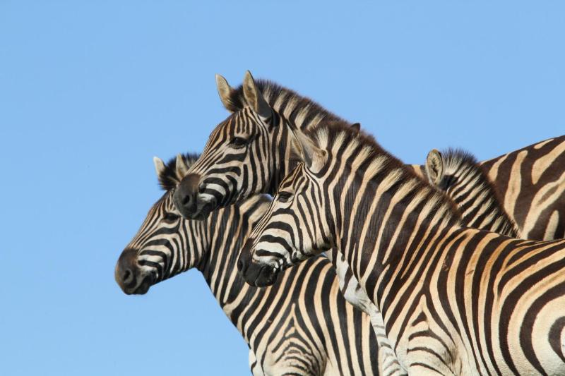 Indalu Game Reserve - image 15