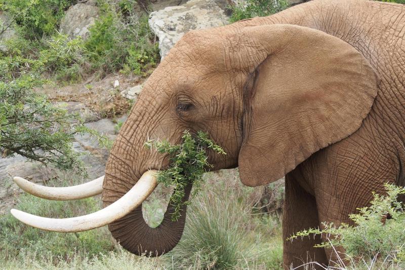 Indalu Game Reserve - image 10