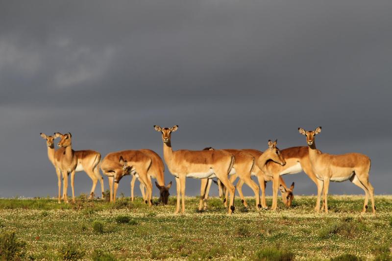 Indalu Game Reserve - image 3