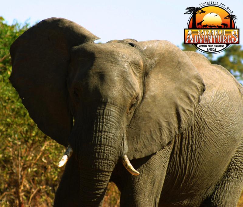 Zambezi Family Lodge - Lion Room - image 7