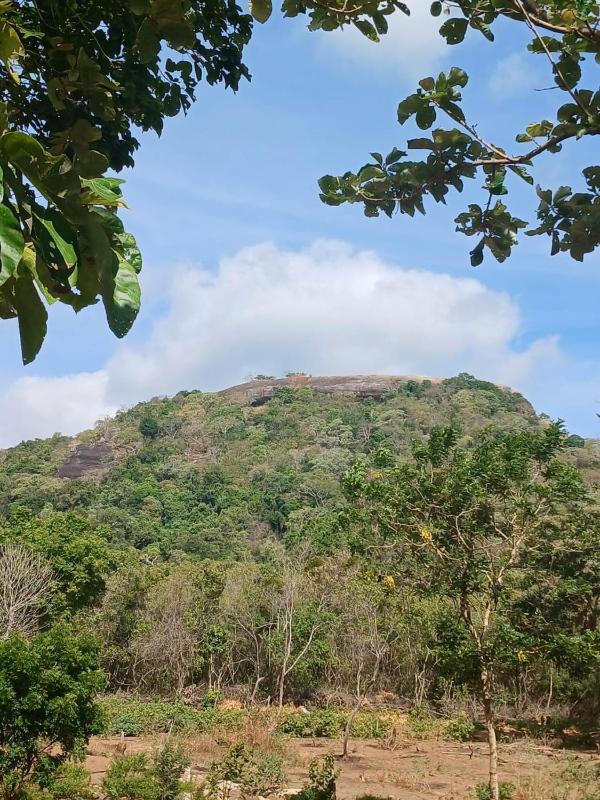 Pidurangala View Treehouse - image 5