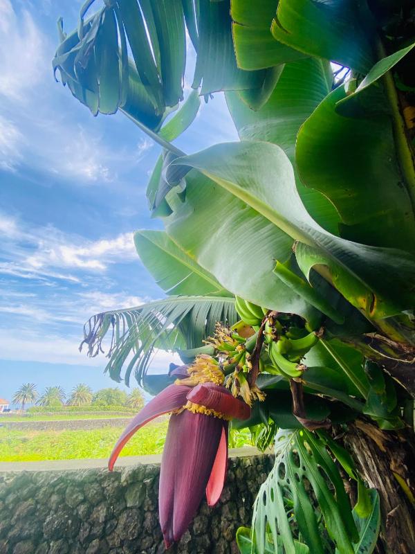 Deluxe Double Room with Balcony and Sea View image 1