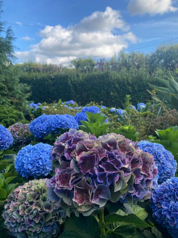 King Suite with Private Bathroom image 1