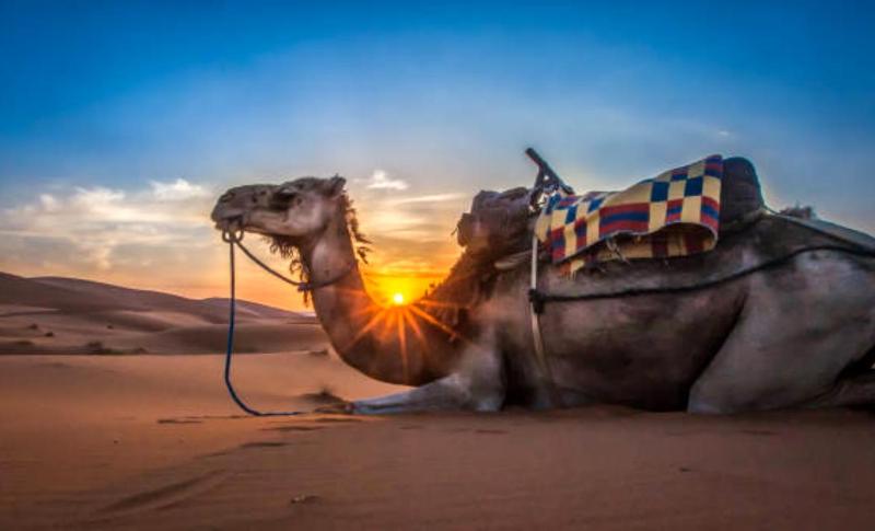 Holiday Desert Camp - image 4
