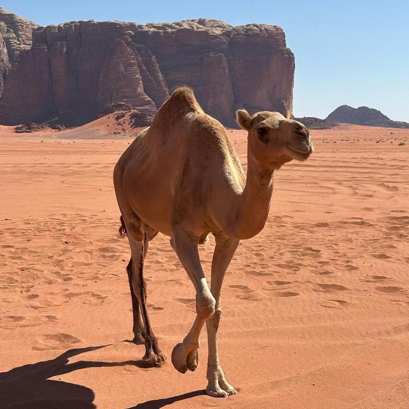 Wadi Rum Bubble Camp - image 2