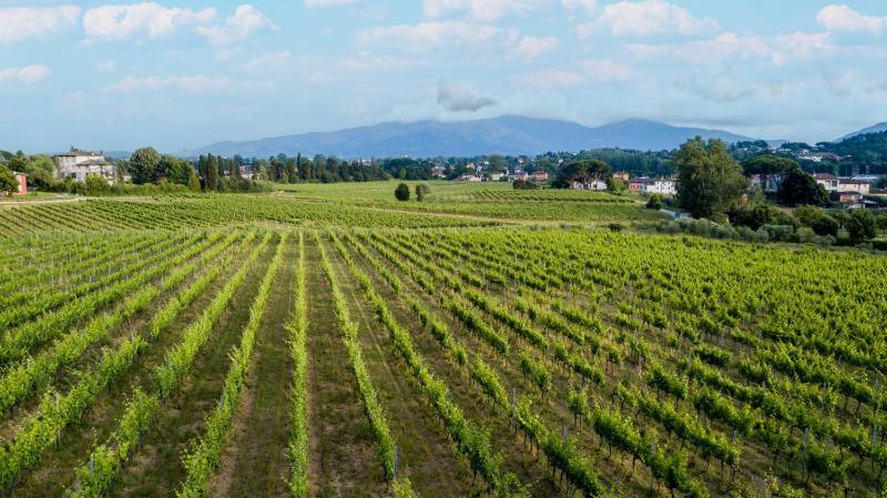 Maria Farmhouse Apartment in Wine Resort in Lucca - image 5