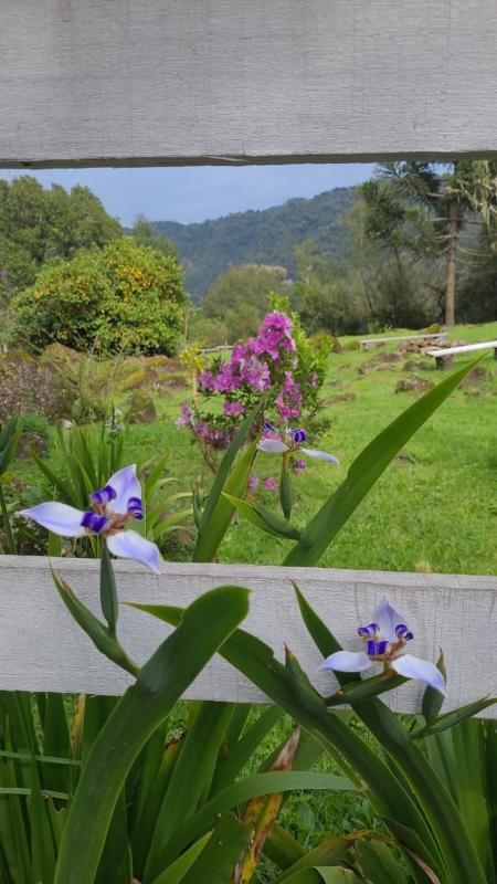 Refúgio das Araucárias - image 31