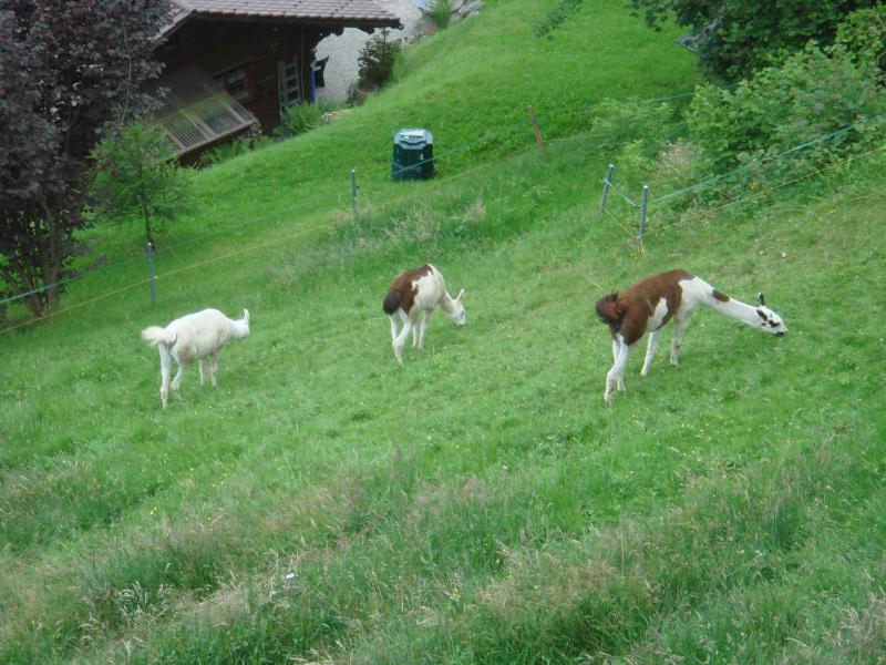 Apartment - Split Level image 3