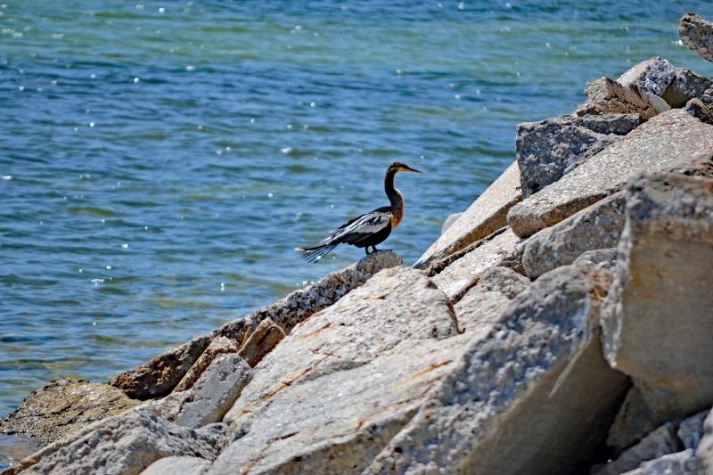 Beachside Vacation Rental Condo on Siesta Key with Pool Access - image 15